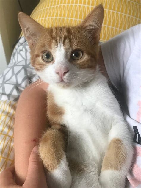 female ginger kittens for sale