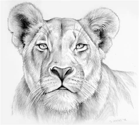 female lion face drawing