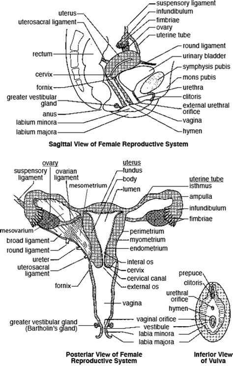 female reproductive system wiktionary