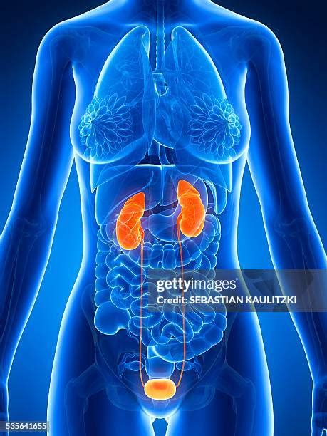 Female Urinary Tract Image