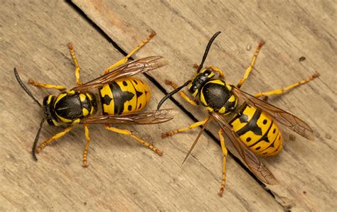Female Yellow Jackets