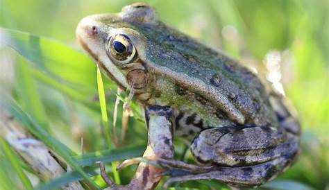 Ils vivent dans nos eaux : La grenouille verte et rousse