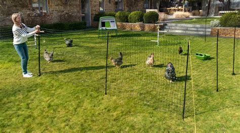 fencing in chickens