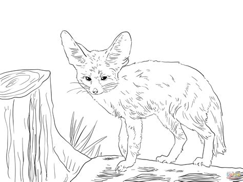 fennec fox coloring pages printable template