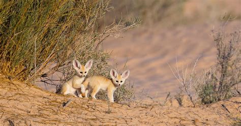 Fennec Fox Environment