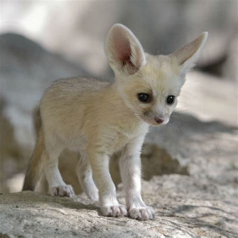 Fennec Fox Kit