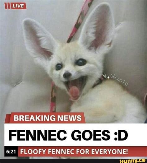 Fennec Fox Memes