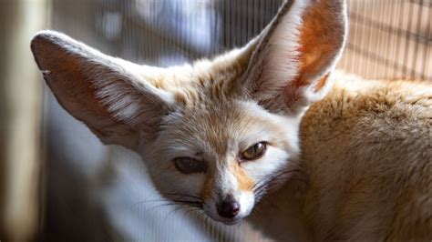 Fennec Fox Nose
