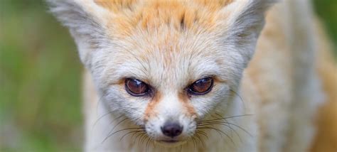 Fennec Fox Red