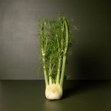 Fennel Bulb Aldi