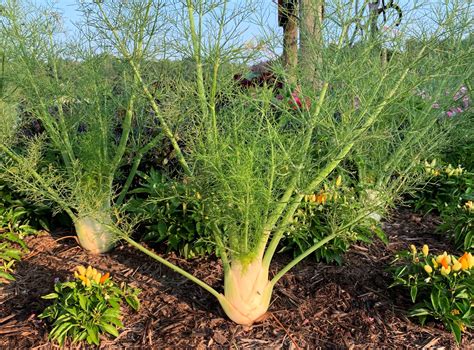 Fennel Images