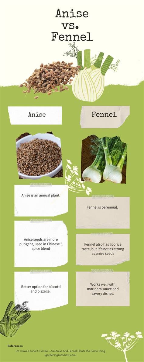 Fennel Vs Anise
