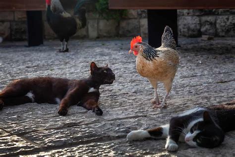 Feral Cat Attack Chickens
