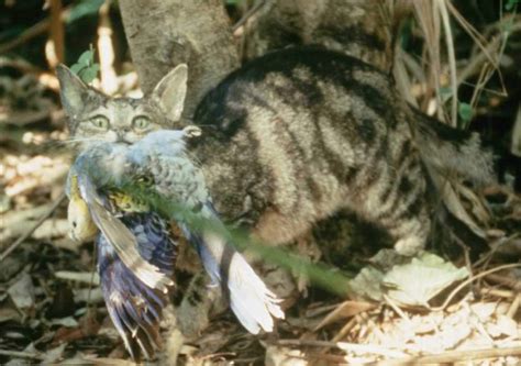 feral cats killing wildlife