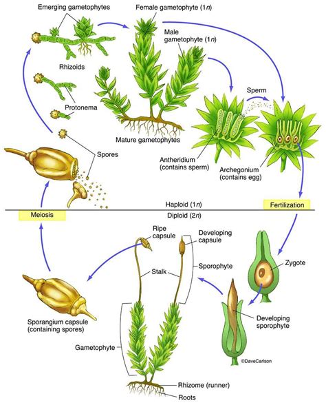 Fern Gametophyte Life Cycle