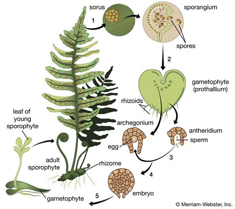 5 Facts Fern Sporophyte