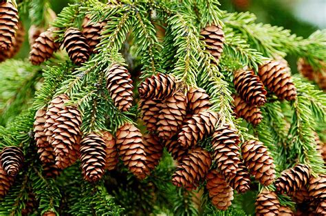 Fern Tree With Red Cones