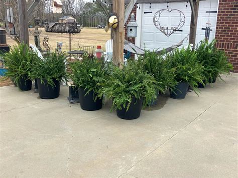 Ferns For Rent