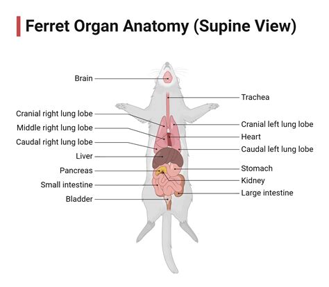 Ferret Anatomy