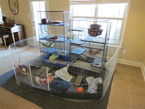 Ferret Cage Set Ups