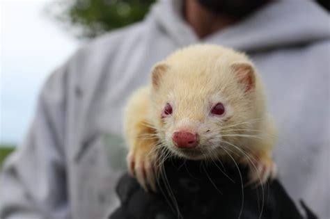 Ferret Special Adaptations