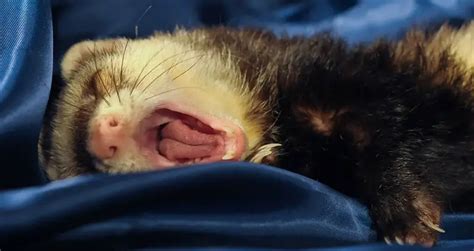 ferrets nocturnal