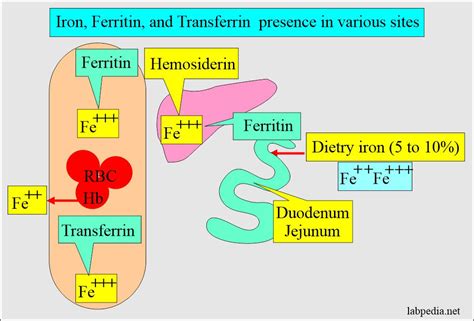 Ferritin Level Explained