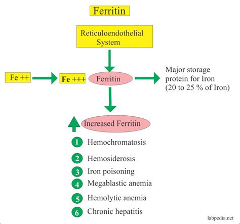 Ferritin Level Of 6