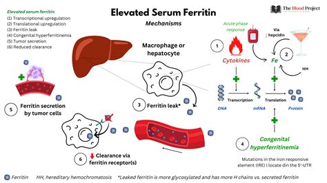 Ferritin Levels In Iron Overload