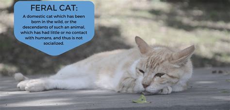 ferrule cats definition