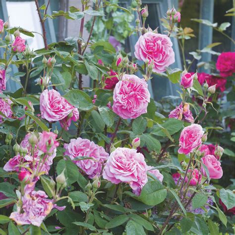 Best Techniques to Fertilise Roses for Maximum Bloom