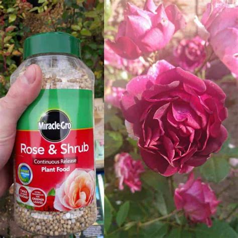 Fertiliser Secrets for Glowing Roses