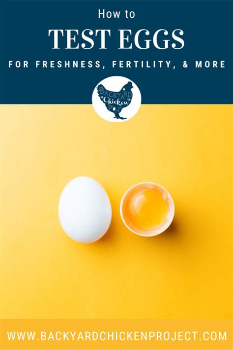 Fertility Test Eggs