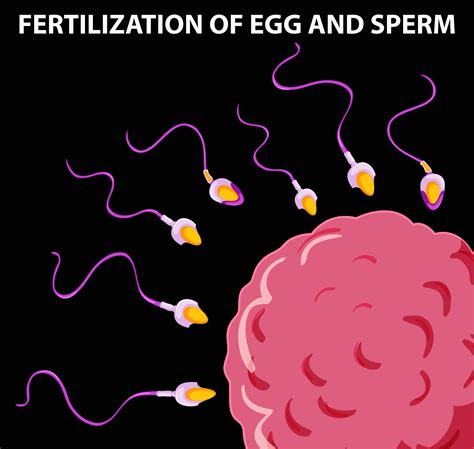 Fertilization Image