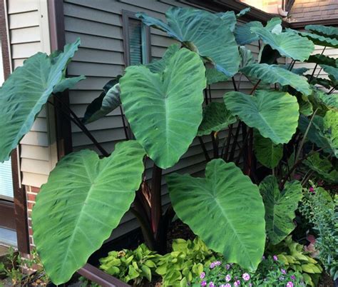 fertilize elephant ears