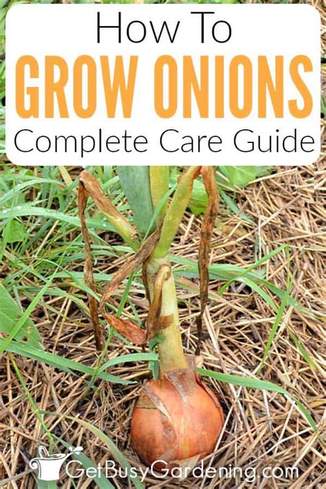 Fertilize Onions In Garden