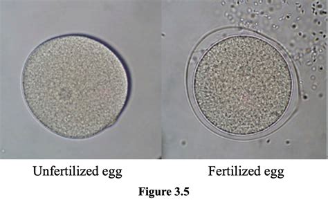 Fertilized Egg