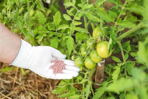 fertilizer for cherry tomatoes