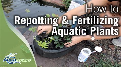 Fertilizing Aquatic Plants: Tips For Healthy Growth In 2023