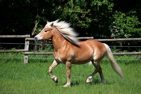 Fescue Grass Horses
