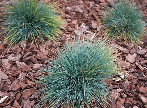 Fescue Grass Melbourne