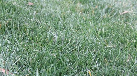Fescue Grass Needs