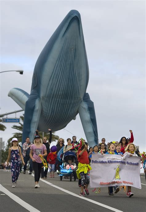 festival of whales 2024