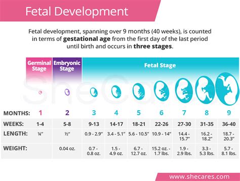 fetal development by day