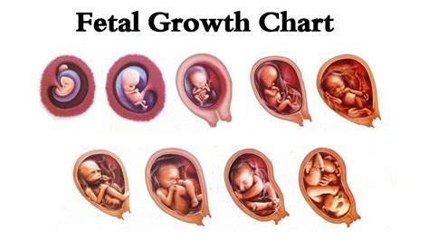 fetal growth calculator srhr.org