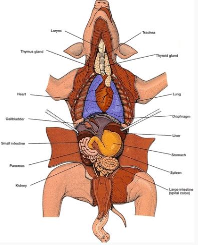 Fetal Pig Dissection Quizlet Functions