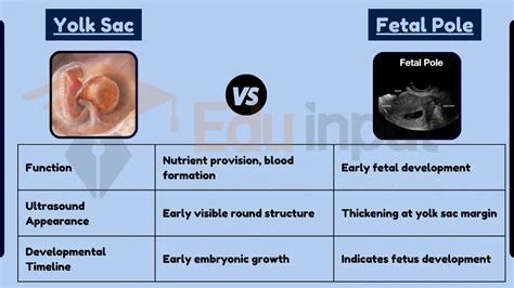 Fetal Pole Size Chart
