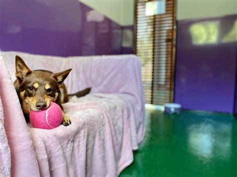 Fetch Pet Resort Owner