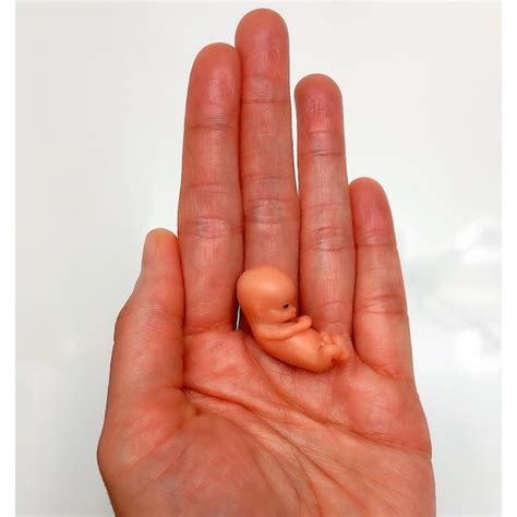 Developmental Milestones: What Happens to a Fetus at 10 Weeks