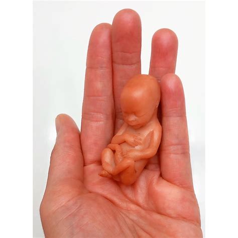 13-Week Fetus Development: What to Expect at 13 Weeks Gestation